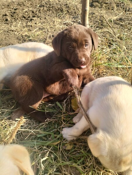 Catelusi Labrador retriewer.