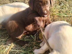 Catelusi Labrador retriewer