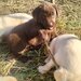 Catelusi Labrador retriewer.